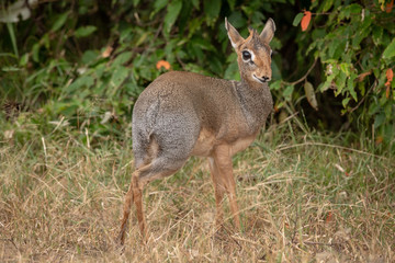Kirk dik-dik turns head to face camera