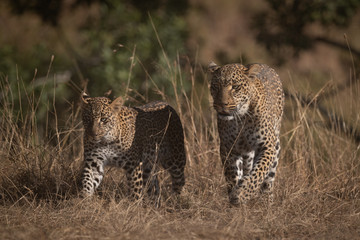 Fototapeta na wymiar Leopard and cub walk through long grass