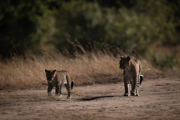 Leopard and cub walk side-by-side on savannah