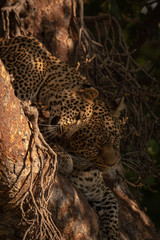 Leopard cub lying in tree nuzzling mother