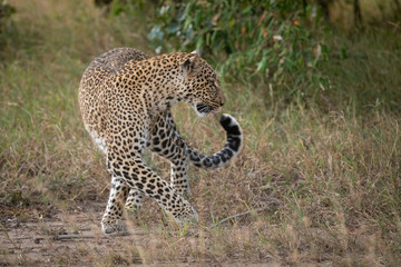 Leopard changes direction in grass by trees