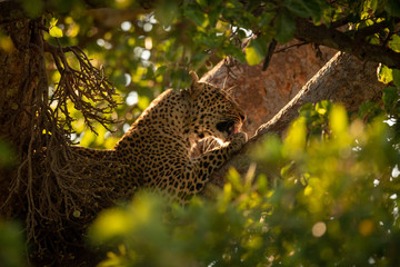 Fototapeta na wymiar Leopard licks paw lying in leafy tree