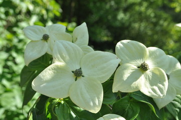 Fiore dell'albero del pane