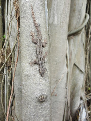 Tree plant texture background good use for any design you want.