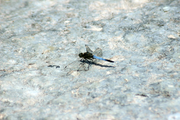 Libellula azzurra e nera