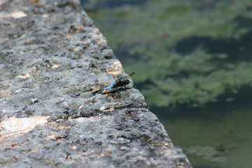Libellula azzurra sul bordo