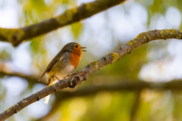 A red robin or Erithacus rubecula. This bird is a regular companion during gardening pursuits