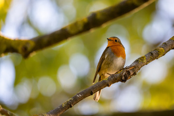A red robin or Erithacus rubecula. This bird is a regular companion during gardening pursuits