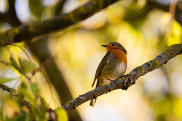 A red robin or Erithacus rubecula. This bird is a regular companion during gardening pursuits