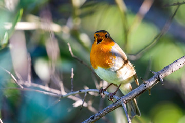 A red robin or Erithacus rubecula. This bird is a regular companion during gardening pursuits