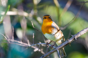 A red robin or Erithacus rubecula. This bird is a regular companion during gardening pursuits