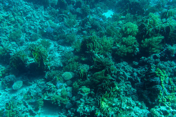 Underwater world.