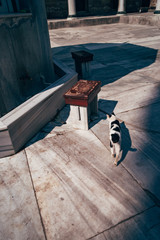 Street Cat Hovering in Mihrimah Sultan Mosque