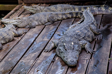Crocodile farm at Great Lake Tonle Sap lake in Siem Reap, Cambodia