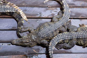 Crocodile farm at Great Lake Tonle Sap lake in Siem Reap, Cambodia