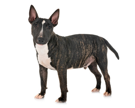 Miniature Bull Terrier