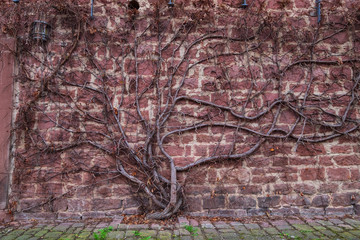 Baum rankt sich an einer Wand hoch
