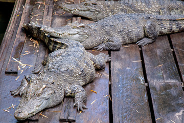 Crocodile farm at Great Lake Tonle Sap lake in Siem Reap, Cambodia