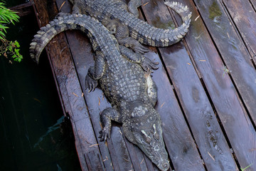 Crocodile farm at Great Lake Tonle Sap lake in Siem Reap, Cambodia