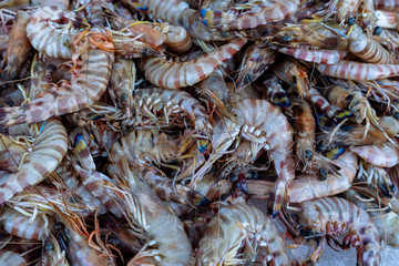 Fresh prawns from the Red Sea laid on the ice.