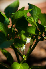 Fototapeta na wymiar green pepper white flowers
