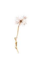 The macro photo of a deflowered flower of a dandelion on whait backgroung in studio
