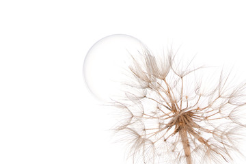 The macro photo of a deflowered flower of a dandelion  head with big soap bubbleon whait backgroung in studio