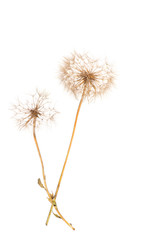The macro photo of a two deflowered flowers of a dandelion on whait backgroung in studio