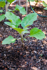 eggplant seedling growing in the shade