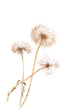 The macro photo of a three deflowered flowers of a dandelion on whait backgroung in studio