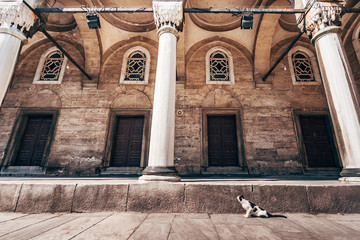 Street Cat Hovering in Mihrimah Sultan Mosque