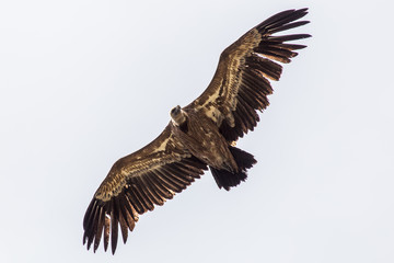 Vautour fauve dans le ciel des Baronnies