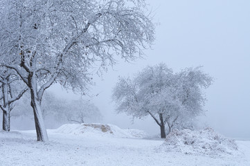 Fototapeta na wymiar orchard on november morning covered with snow