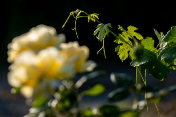 Pastina, Pisa, Tuscany - Countryside landscape