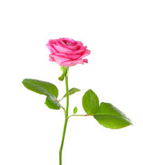 Beautiful pink rose on white background