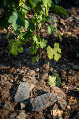 Pastina, Pisa, Tuscany - Countryside landscape