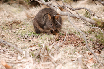 Australian bush wallaby outside during the day.