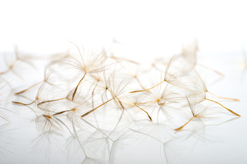 Dandelion umbrellas lie on a white reflective surface in a choatical manner in the studio, close-up, macro photo in studio
