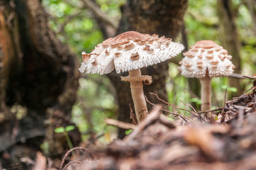 Two parasol mushrooms grow in a forest