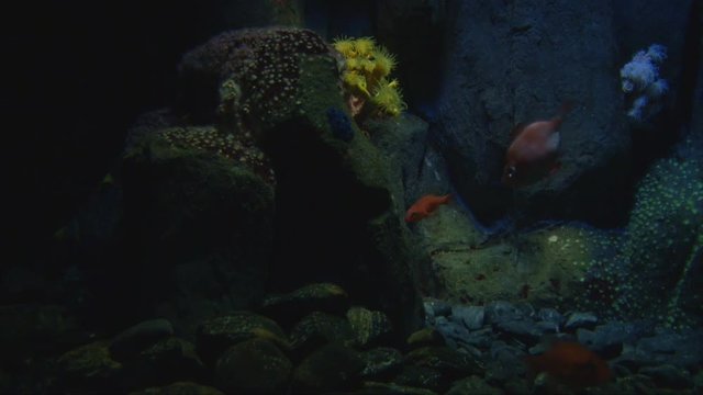Aquarium tank filled with colorful marine fish in gold and black colors and clear blue water happily swimming around rocks with yellow, red and blue sea anemone with dark tones underwater in the ocean
