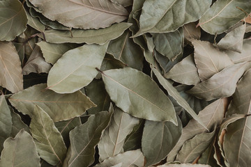 Bay leaf, green natural background of leaves