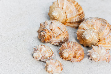 Summer background with copy space for text - seashells on the sand, beach in Thailand 