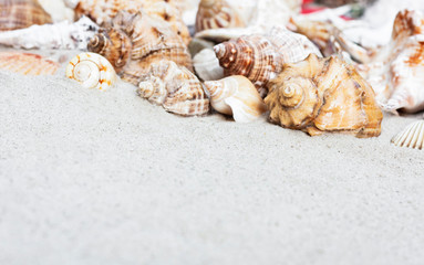 Obraz na płótnie Canvas Summer background with copy space for text - seashells on the sand, beach in Thailand 