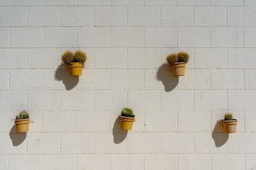 Cactus in a pot on a stone wall background.