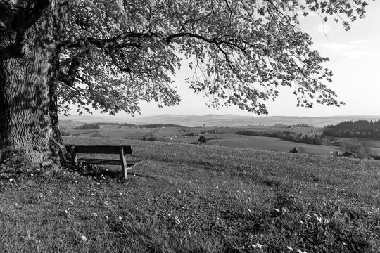 Old tree with a wooden bench stands on a hill on a wonderful spring day in central Switzerland near Ruswil
