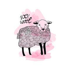 Hand drawn sheep. Hundred percent wool. Graphic vector illustration