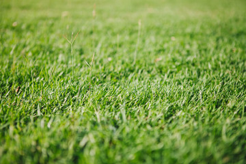 Close-up green grass field