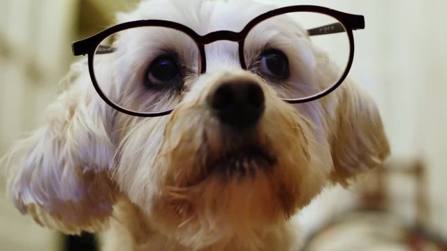 A white dog with glasses, indoors, moves his eyes from left to right. Animation in a loop. Cinemagraphs are still photographs in which a minor and repeated movement occurs, forming a video clip.