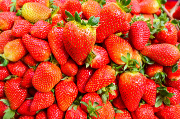 The fresh and organic strawberries 