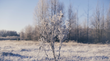 The grass on the field is covered with hoarfrost.